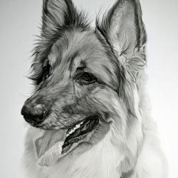 Artwork Berger Allemand 18