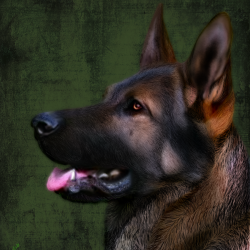 Artwork Berger Allemand 26a