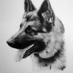 Artwork Berger Allemand 34