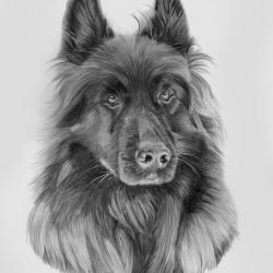 Artwork Berger Allemand 38