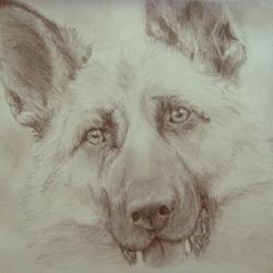 Artwork Berger Allemand 41