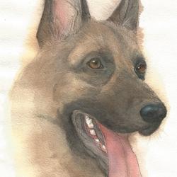 Artwork Berger Allemand 43