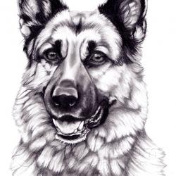 Artwork Berger Allemand 44