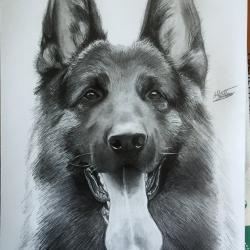 Artwork Berger Allemand 46