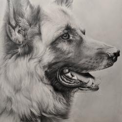 Artwork Berger Allemand 47