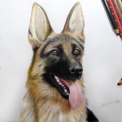 Artwork Berger Allemand 49