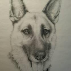 Artwork Berger Allemand 54