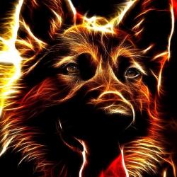 Artwork Berger Allemand 56