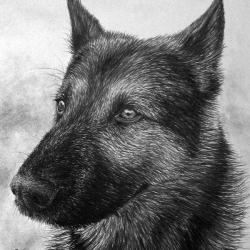 Artwork Berger Allemand 7