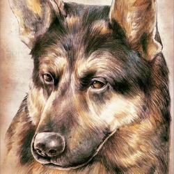 Artwork Berger Allemand 9