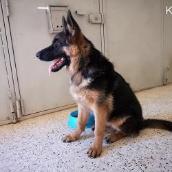 Karlos Du Royaume Du Berger 25