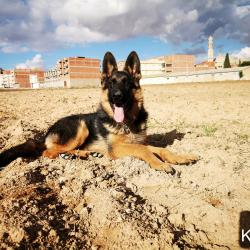 Karlos Du Royaume Du Berger 