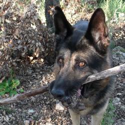 Spaziergang Mit Pascha 004 2