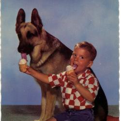 Carte Postale Berger Allemand 13