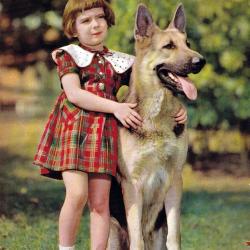 Carte Postale Berger Allemand 14