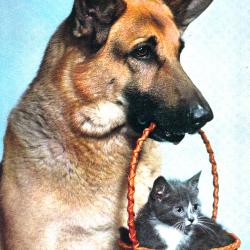 Carte Postale Berger Allemand 16