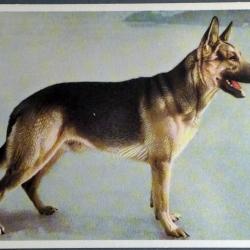 Carte Postale Berger Allemand 23