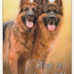 Carte Postale Berger Allemand 24