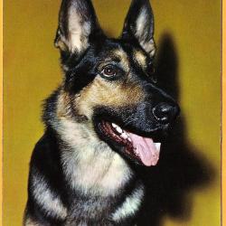 Carte Postale Berger Allemand 28