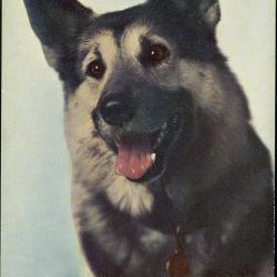 Carte Postale Berger Allemand 30