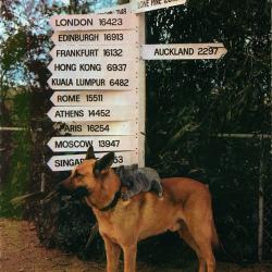 Carte Postale Berger Allemand 33