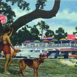 Carte Postale Berger Allemand 34