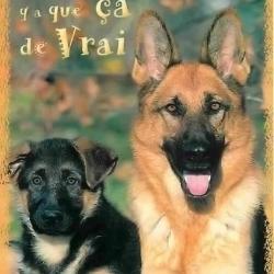 Carte Postale Berger Allemand 36