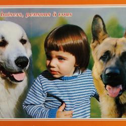 Carte Postale Berger Allemand 41