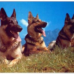 Carte Postale Berger Allemand 47