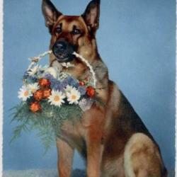 Carte Postale Berger Allemand 50