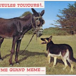 Carte Postale Berger Allemand 56