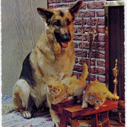 Carte Postale Berger Allemand 60