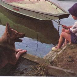 Carte Postale Berger Allemand 64