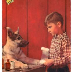 Carte Postale Berger Allemand 65