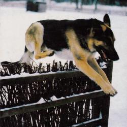 Carte Postale Berger Allemand 66