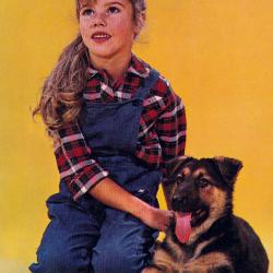 Carte Postale Berger Allemand 68