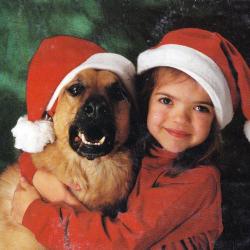 Carte Postale Berger Allemand 70