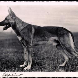 Carte Postale Berger Allemand 72