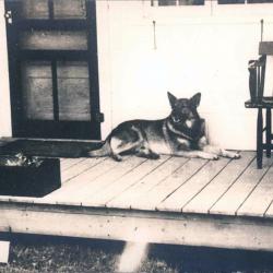 Carte Postale Berger Allemand 74