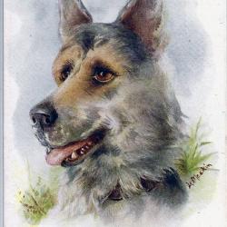 Carte Postale Berger Allemand 7