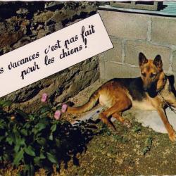 Carte Postale Berger Allemand 8