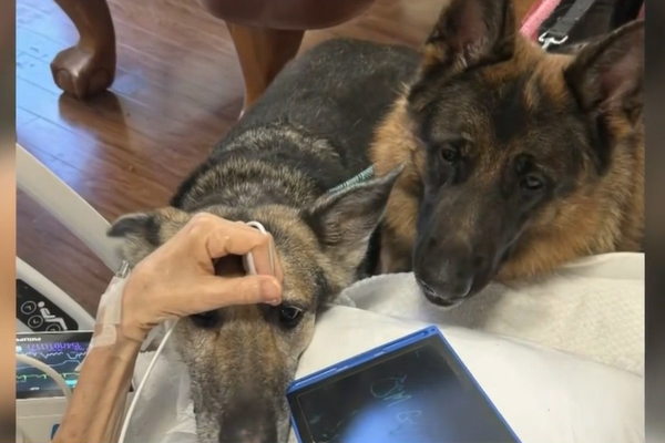 L'émouvant dernier adieu d'un patient à ses bergers allemands