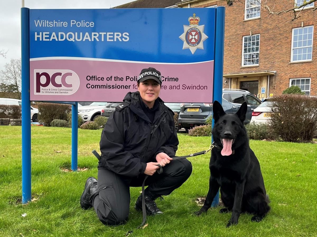 Le berger allemand Stan sacré meilleur chien de police pour le travail criminel