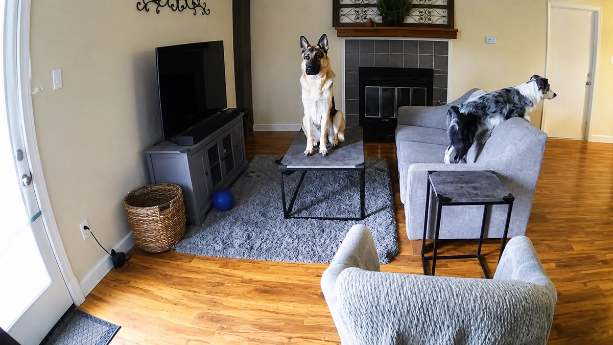 Garder un œil sur son chien à distance : la solution simple et accessible