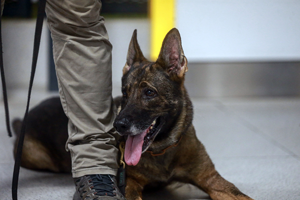 Tessy : un berger allemand contre les voleurs de câbles