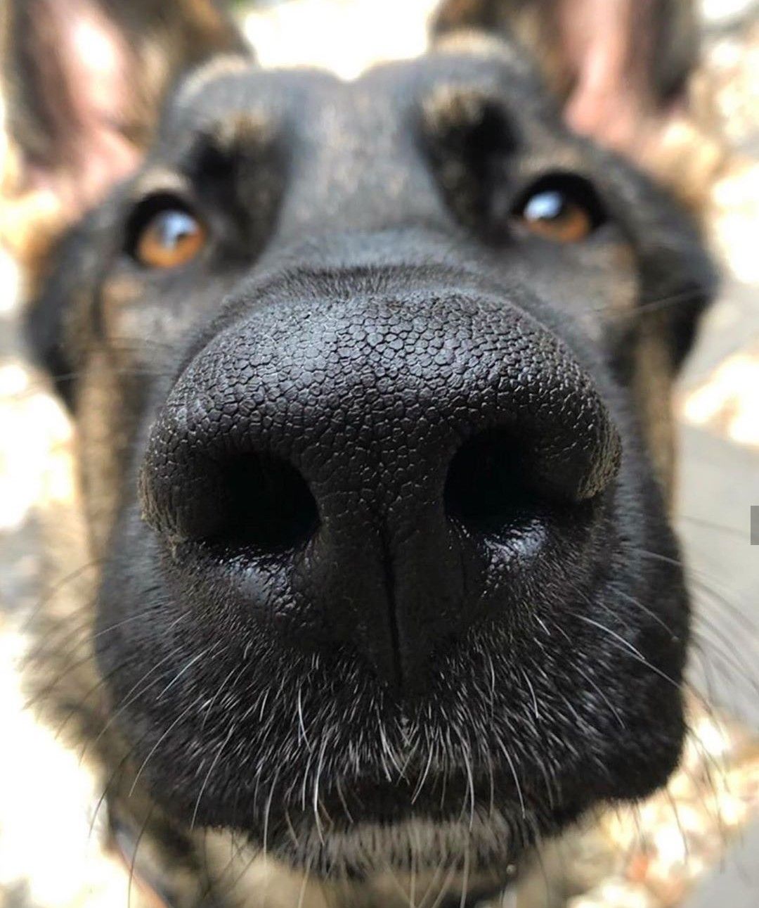 L'entretien de la truffe, un soin essentiel chez le chien senior