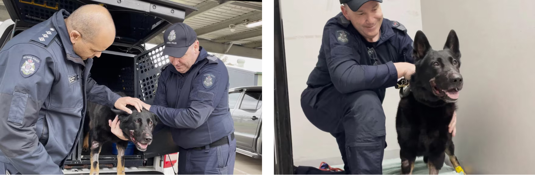Rocco, le chien policier miraculé après un terrible accident à Melbourne