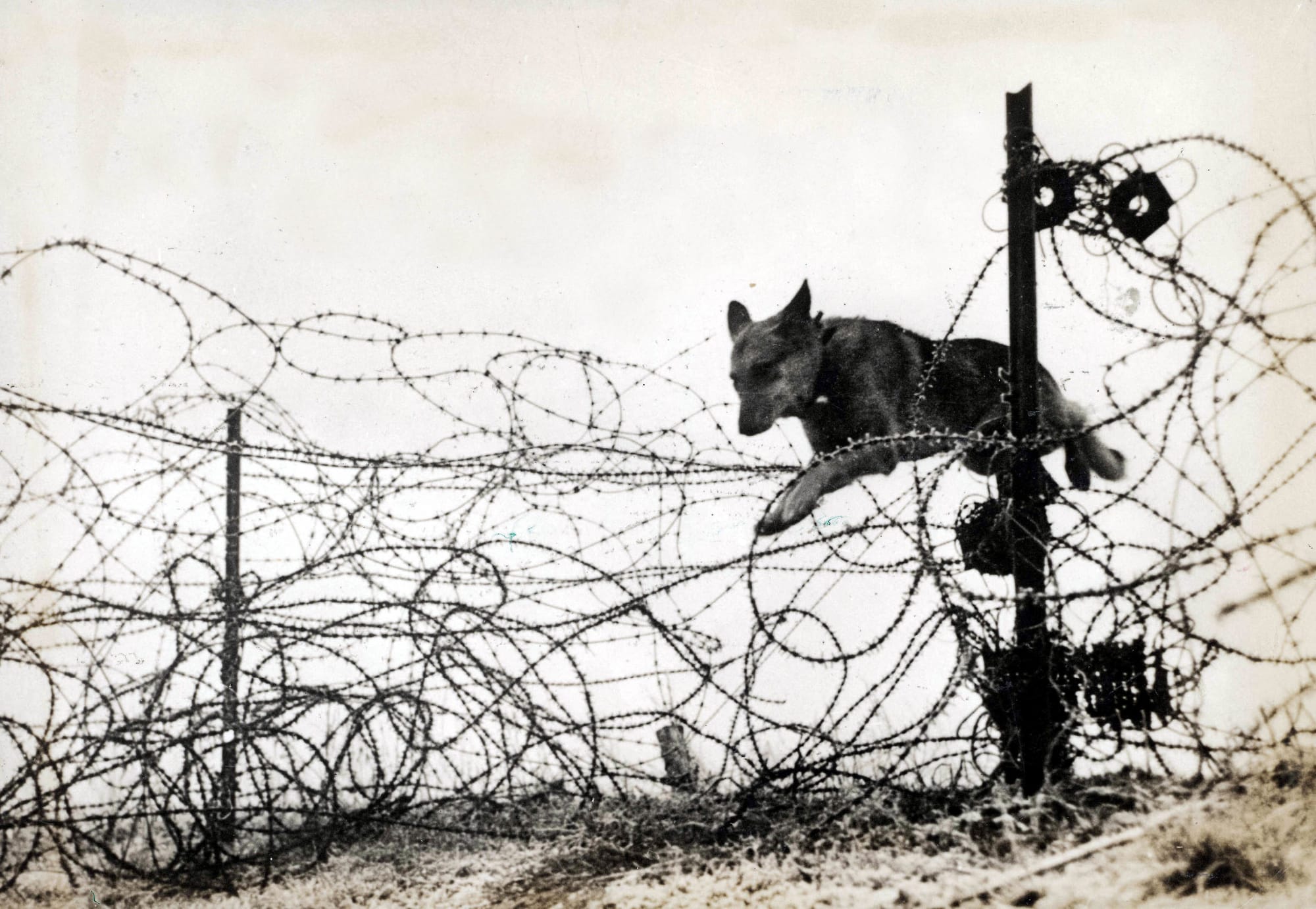 wolf chien premiere guerre mondiale